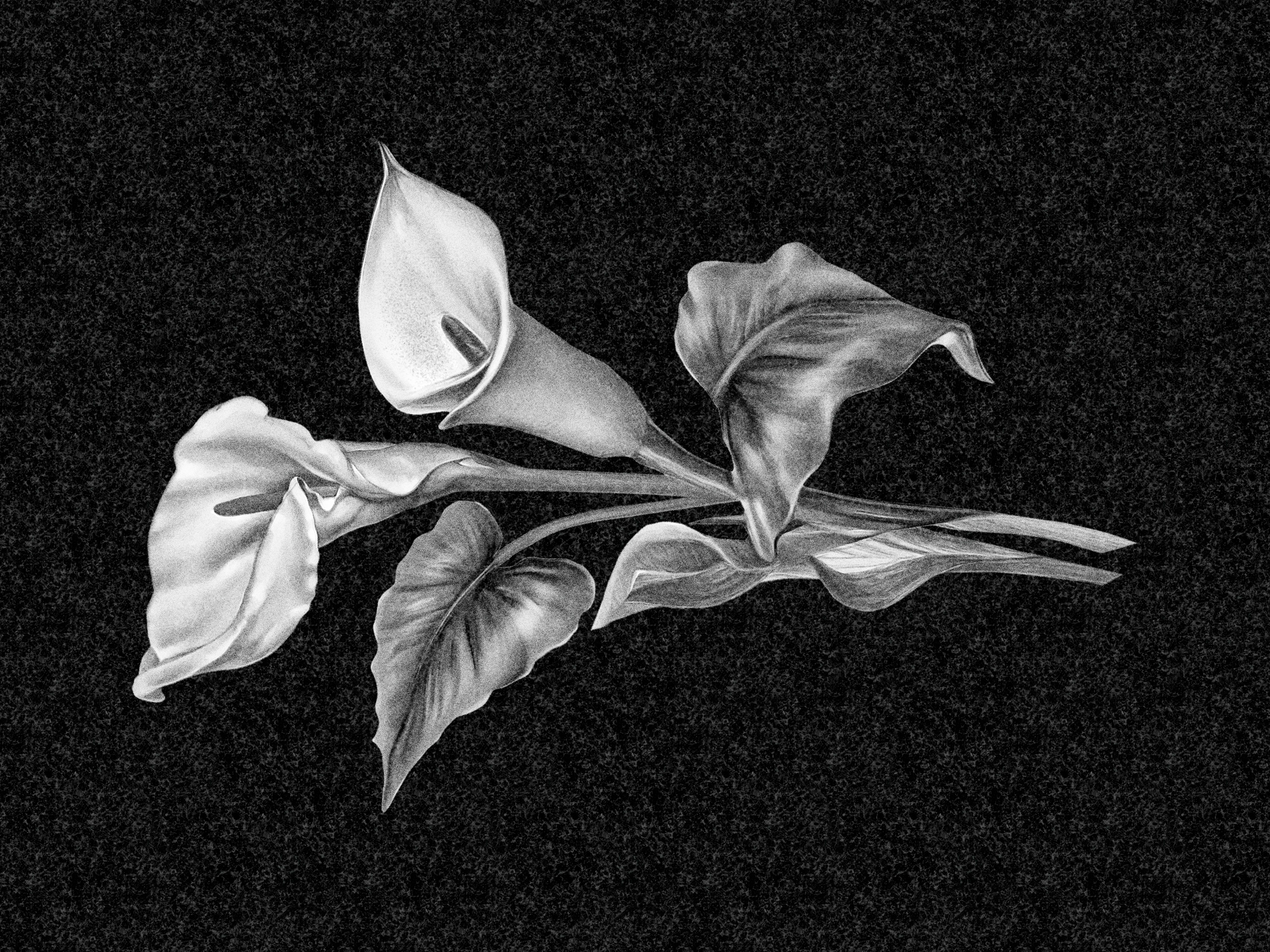 Цветы | Рисунок два каллы, ЦВ-015